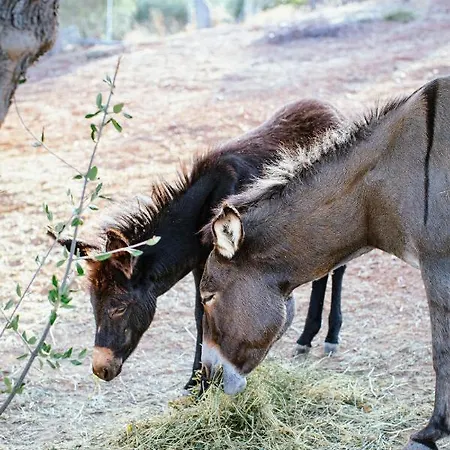 White Donkey Boutique Hotel Adults Oriented - Guests Aged 8 Plus Welcome 4*