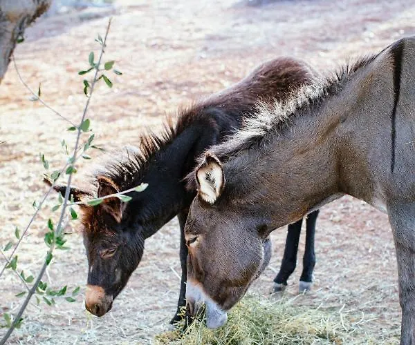 White Donkey Boutique (adults Only) 4*